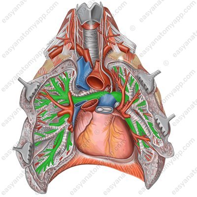 Microcirculation of the lungs